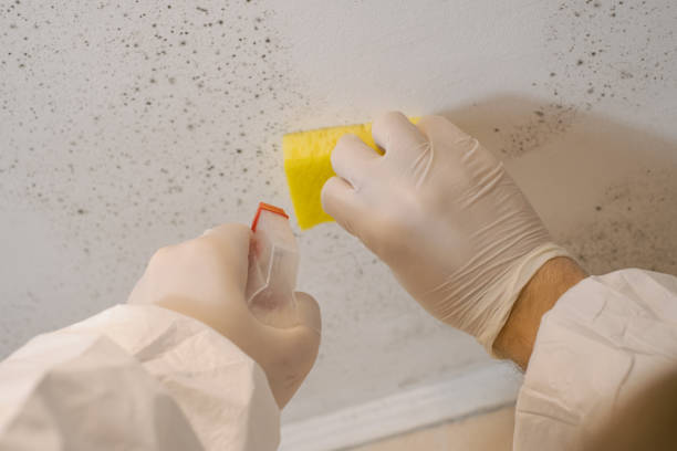 Best Residential Mold Inspection & Testing  in Brookings, OR