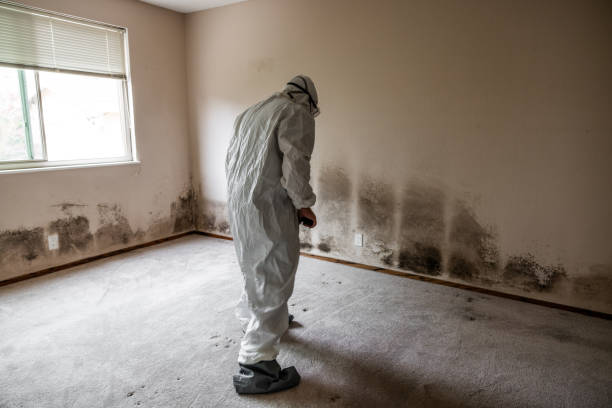 Best Post-Construction Mold Inspection  in Brookings, OR