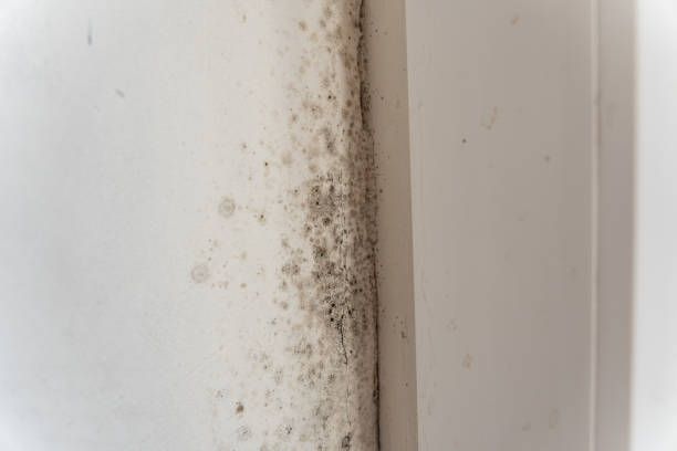Forensic Mold Investigation in Brookings, OR